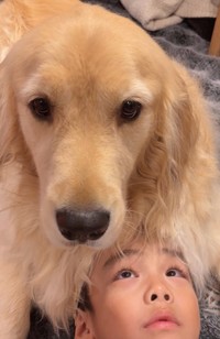 ゴールデンレトリバーのエルちゃんの毛でした！（「ガチムチゴールデンエルの３兄弟」さん提供、Instagramよりキャプチャ撮影）