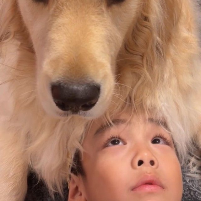ゴールデンレトリバーのエルちゃんの毛でした！（「ガチムチゴールデンエルの３兄弟」さん提供、Instagramよりキャプチャ撮影）