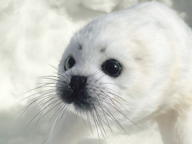 タテゴトアザラシの赤ちゃんのアートドール（Lilacoo（らいらっくー）さんのTwitterより）