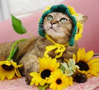 ひまわり娘になってみたよ