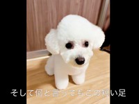 ポテッとしたまん丸の足もキュートなアポちゃん（画像提供：Apo こげ耳ビションさん）