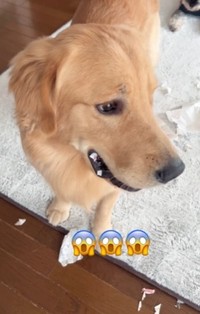 口の中に残骸が（暖くんの飼い主さん提供、Instagramよりキャプチャ撮影）