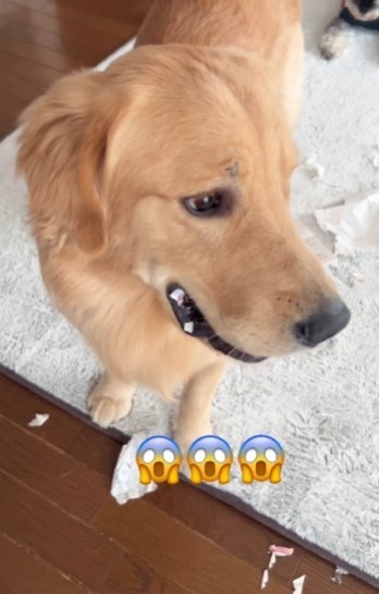 口の中に残骸が（暖くんの飼い主さん提供、Instagramよりキャプチャ撮影）