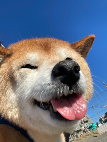 お散歩中に見せる笑顔に元気をもらってます