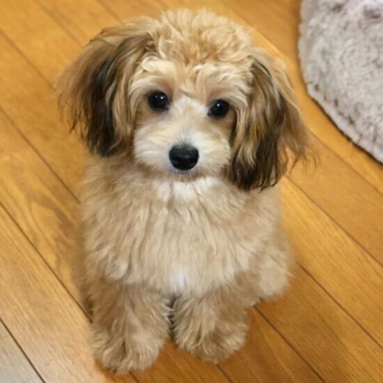 家にきたころの「もこ」