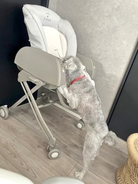 娘さんがこぼしたご飯の掃除をしてくれているこんぶくん（こんぶくんの飼い主さんＸより）