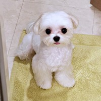 まん丸、ふわふわでかわいいまるくん（画像提供：全部犬のせいさん）