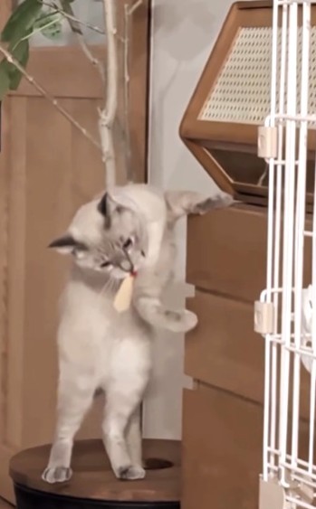 何かをみつけて、くわえてる！（飼い主さん提供、Instagramよりキャプチャ撮影）