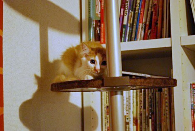 まるでハンター！ 高所から狙いを定めるノイくん（画像提供：ノイさん）