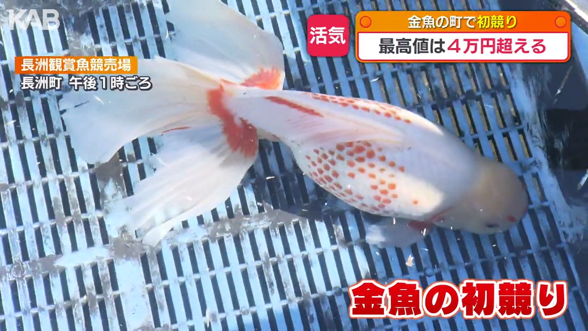 最高値は40㎝のジャンボ獅子頭 金魚の初競りに全国から（1） | KAB ONLINE