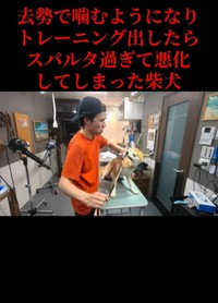 トリミングを始める際、口輪に噛みついた（「Dog サロン　palm」さん提供、Instagramよりキャプチャ撮影）