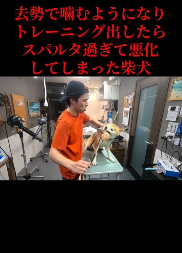 トリミングを始める際、口輪に噛みついた（「Dog サロン　palm」さん提供、Instagramよりキャプチャ撮影）