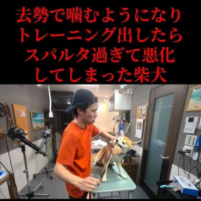 トリミングを始める際、口輪に噛みついた（「Dog サロン　palm」さん提供、Instagramよりキャプチャ撮影）