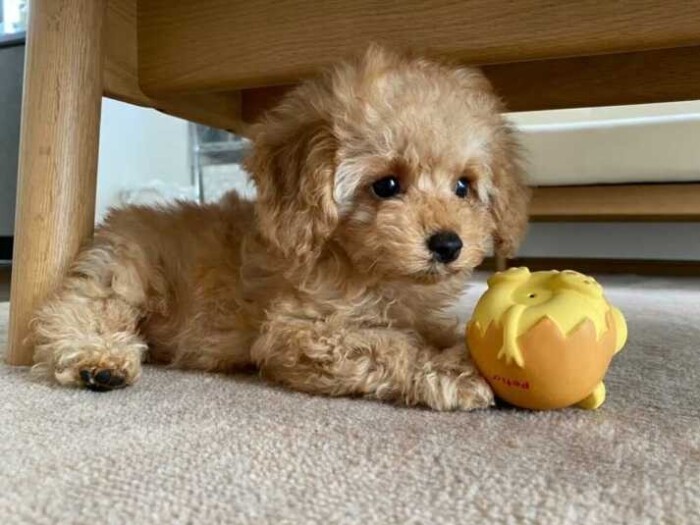 家にきたころの「ムック」