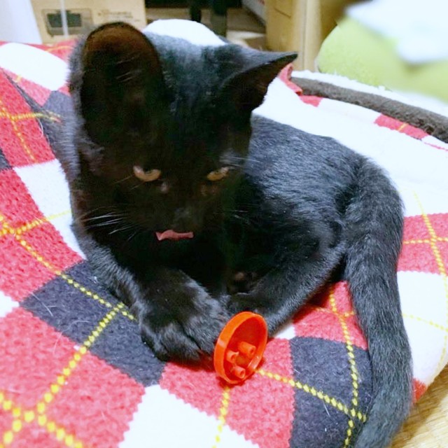 飼い主さんと初めて会ったとき、おもちゃで遊ぶアサトくん（画像提供：ゆきのさん）