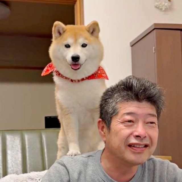 パパの肩にちょこん！ 笑顔の小雨ちゃん（画像提供：柴犬小雨さん）