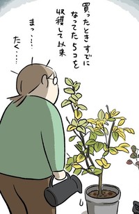 2年前に買ったレモンの木も収穫時期は来ず（もっこさん提供）