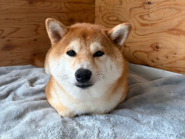 おててないない座りをしている福くん（画像提供：福ちゃん禄ちゃん）