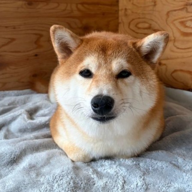 おててないない座りをしている福くん（画像提供：福ちゃん禄ちゃん）