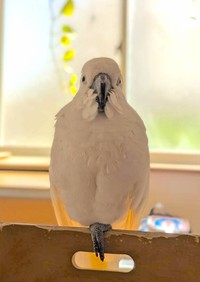 一本足でくつろぎモードのゆきまる君（提供：タイハクオウムのゆきまるさん）