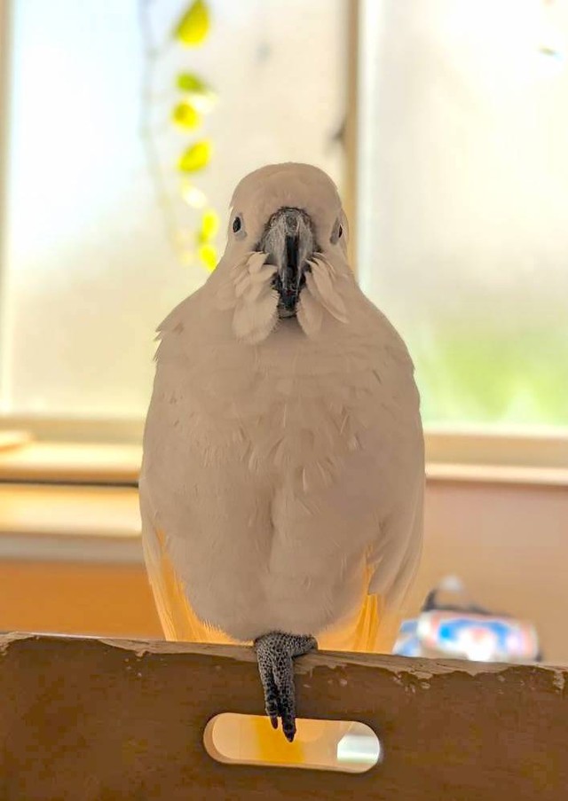 一本足でくつろぎモードのゆきまる君（提供：タイハクオウムのゆきまるさん）