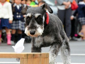 ミニチュアシュナウザーも警察犬に　捜索での小回りに期待　愛媛