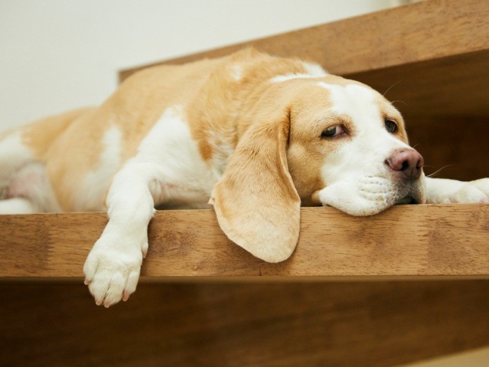 おっとりした性格のりん。