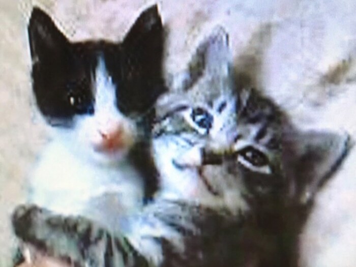 家にきたころの「らん」