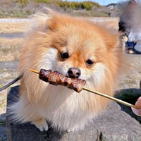 牛串にそっと口をつけるもんたくん（画像提供：もんたさん）