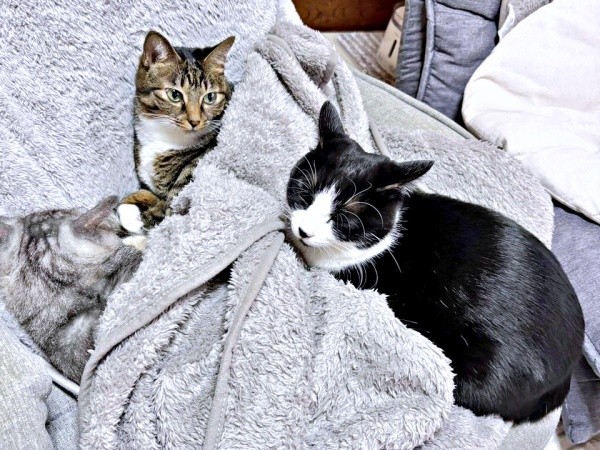 毛布で仲良くまったり（左から）しじみくん、みとんちゃん、あんこちゃん（画像提供：しじみとんさん）