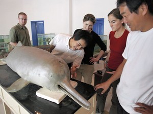 地球にメス2頭しかいないサイ、生存絶望視のイルカ……生物の危機は人間の危機だ