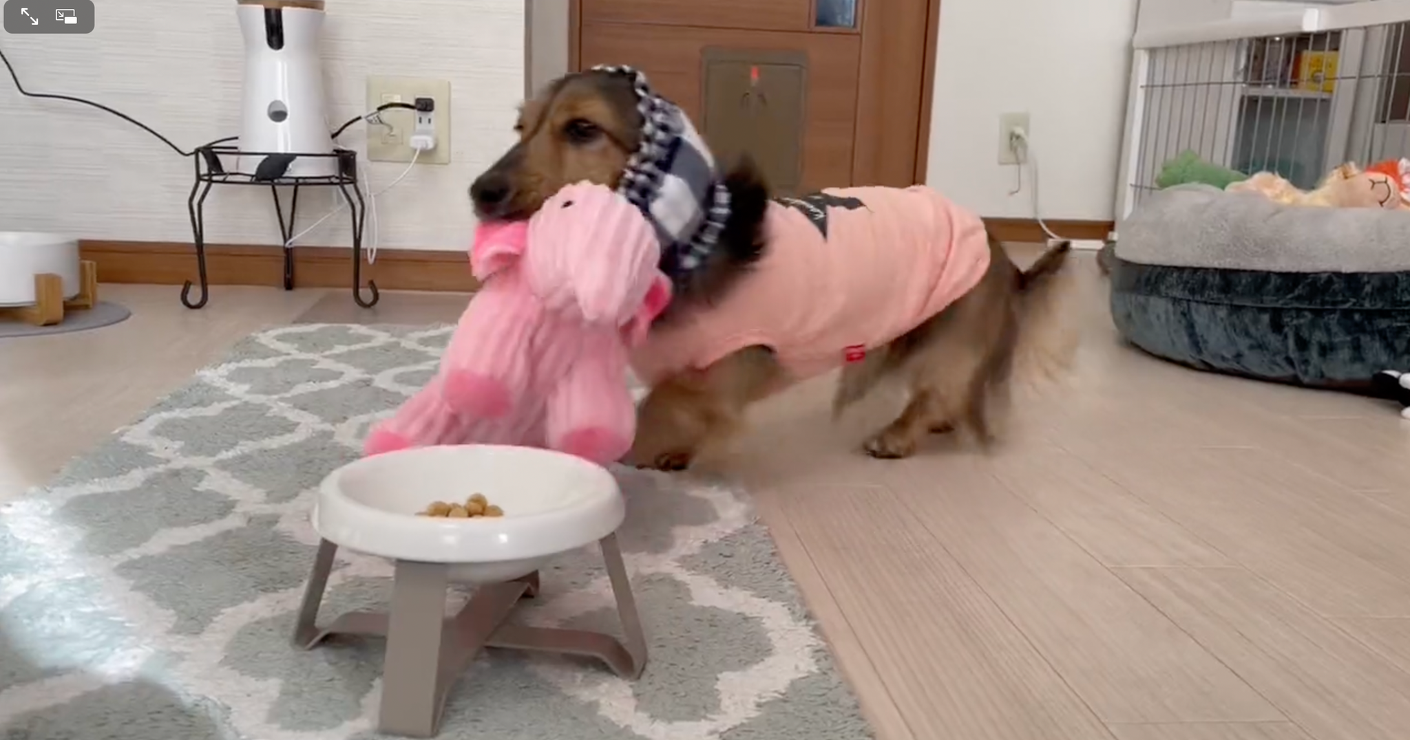 一緒に食べるよ〜！＝るのんさん（@lunon0401）提供