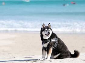 毎年訪れるお気に入りの場所でニコリ！　健やかに日々を楽しむ柴犬「蓮」