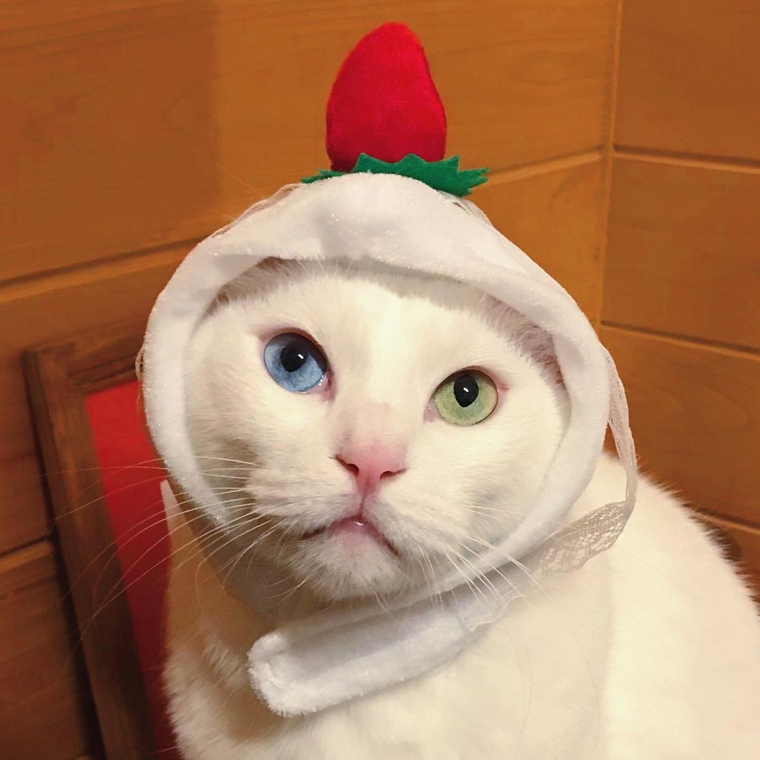 ♡猫アレルギー♡様専用