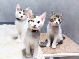 山道に捨てられた３姉妹の子猫　同じ家に迎えられ遊ぶのも眠るのも一緒、仲良く成長中