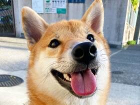 柴犬「ぽち丸」の脱走事件　中華屋さんの匂いにつられて入店したところを確保！　