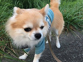 名前と同じ空色のお洋服で散歩　ロングコートチワワ「スカイ」