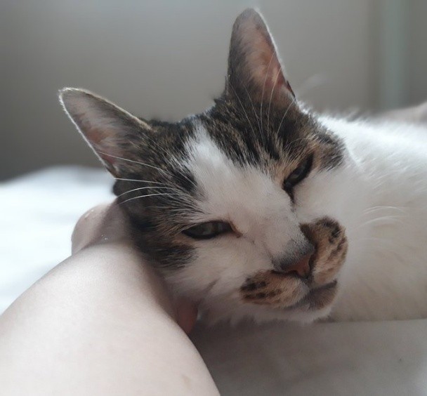 飼い主さんの腕枕が大好き