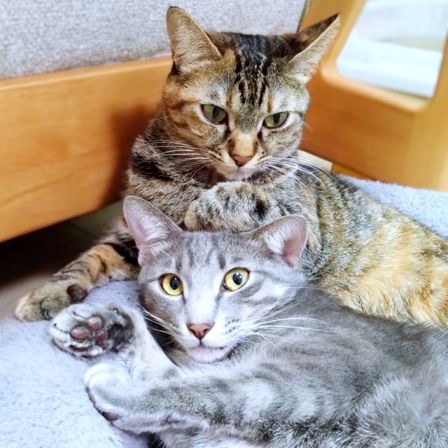 くっ付いてくつろぐ会長（奥）と副会長（手前）（画像提供：猫、飼い始めましたさん）