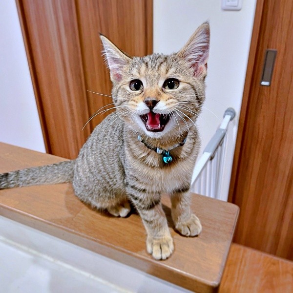 兄猫の真似をしておやつをねだるこまちゃん（画像提供：むぎさん）