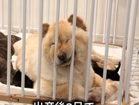 ブーちゃんの近くでは、小さな赤ちゃんたちがうろちょろ♡（提供：@chowchow_boo0125さん）