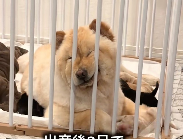 ブーちゃんの近くでは、小さな赤ちゃんたちがうろちょろ♡（提供：@chowchow_boo0125さん）