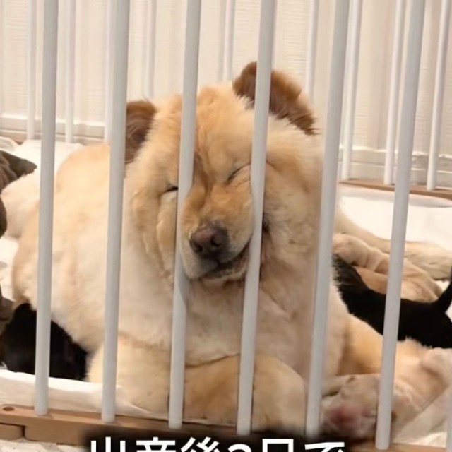 ブーちゃんの近くでは、小さな赤ちゃんたちがうろちょろ♡（提供：@chowchow_boo0125さん）