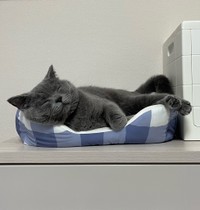ベッドでちゃんと寝てる可愛いスパプリくん（提供：スーパープリティキャットさん）