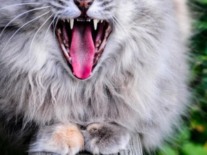 気にしていた八重歯を「ドラキュラみたい」と褒めてくれたから、私は自分を肯定できた