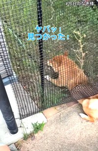 「ヤバッ、見つかった！」　あわてて出ようとするなぎくん（「こまめとしばーず」さん提供、Instagramよりキャプチャ撮影）
