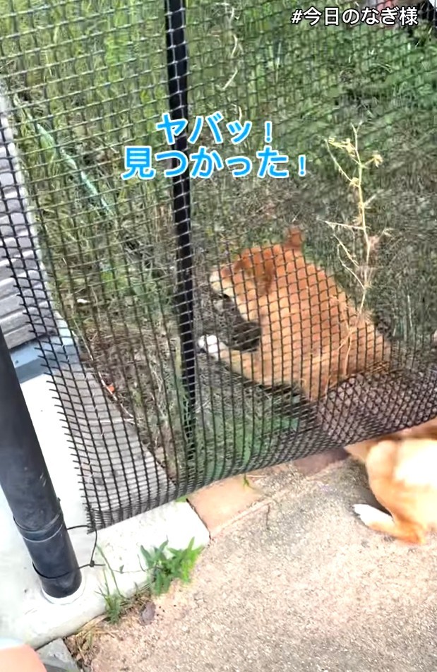 「ヤバッ、見つかった！」　あわてて出ようとするなぎくん（「こまめとしばーず」さん提供、Instagramよりキャプチャ撮影）