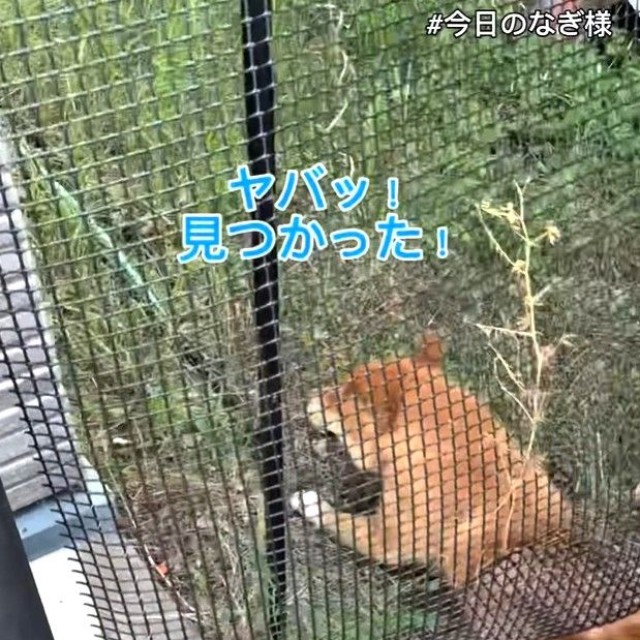 「ヤバッ、見つかった！」　あわてて出ようとするなぎくん（「こまめとしばーず」さん提供、Instagramよりキャプチャ撮影）