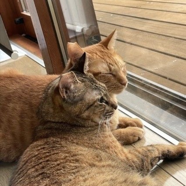 最高のご縁に恵まれました（画像提供：ムチミルさん）