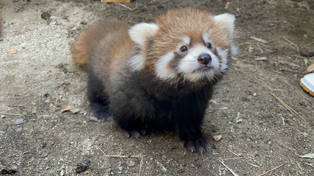 9月27日。舌がちょっと出ている　画像提供：那須どうぶつ王国